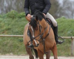 jumper Abunadh Pironniere (Selle Français, 2010, from Surcouf de Revel)