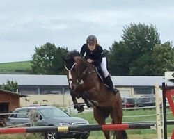 jumper Ferdau (KWPN (Royal Dutch Sporthorse), 2010, from Zapatero VDL)