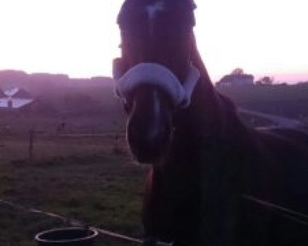 horse Dieu Merci (Hanoverian, 2006, from Don Primero)