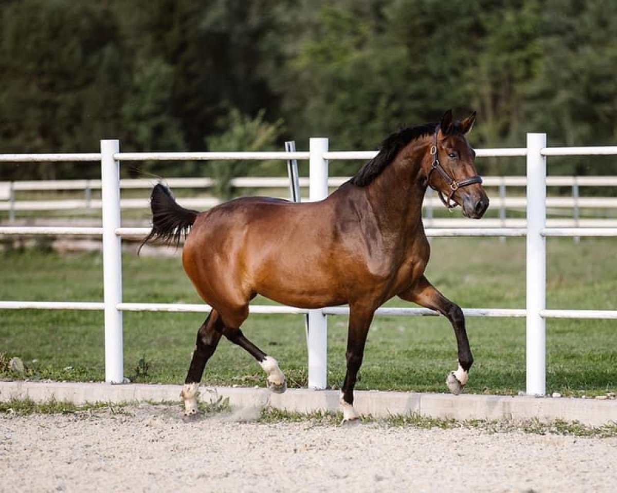 broodmare Immaculee (Selle Français, 2018, from Quickly de Kreisker)