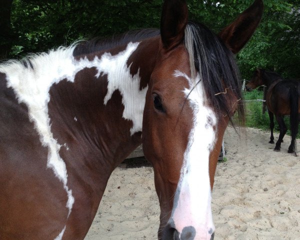 Zuchtstute Spooky (Pinto mit Reitpferdepedigree, 2011, von Self Esteem)