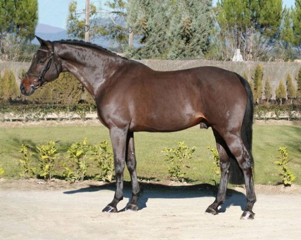stallion Clarence C (Holsteiner, 2003, from Carano) stallion Clarence C (Holsteiner, 2003, from Carano)