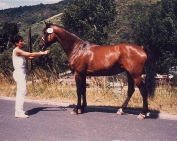 Zuchtstute Ellitte (Zweibrücker, 1977, von Uredo) Zuchtstute Ellitte (Zweibrücker, 1977, von Uredo)