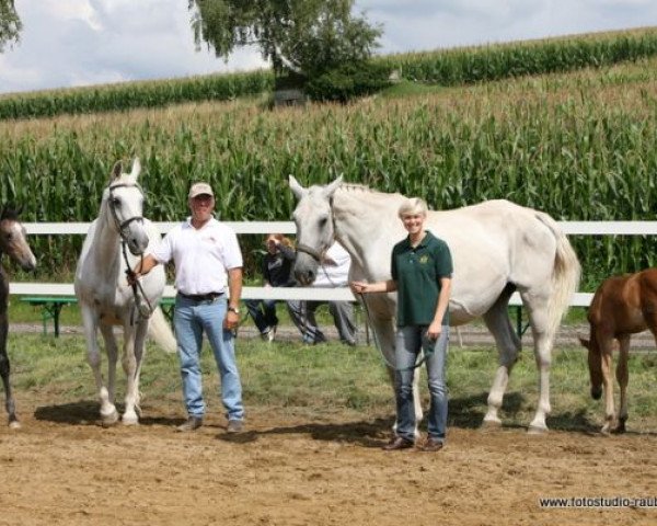 broodmare Cenia O (Zweibrücken, 1989, from Calvin Z)