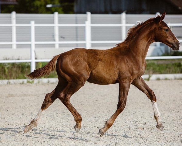Pferd Jack Daniel‘s (Selle Français, 2019, von Quickly de Kreisker)
