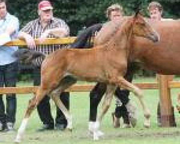 horse Impressive (KWPN (Royal Dutch Sporthorse), 2013, from Estoril)