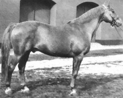 Deckhengst Pilar DH 105 (Dänisches Warmblut, 1958, von Heristal)