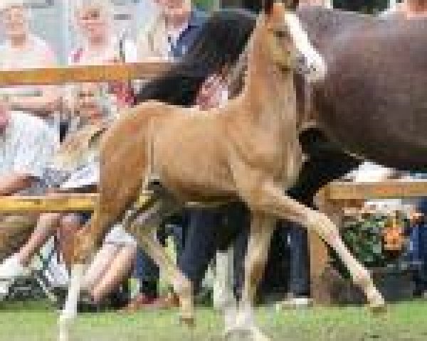 horse Il Divo Cl (KWPN (Royal Dutch Sporthorse), 2013, from Estoril)
