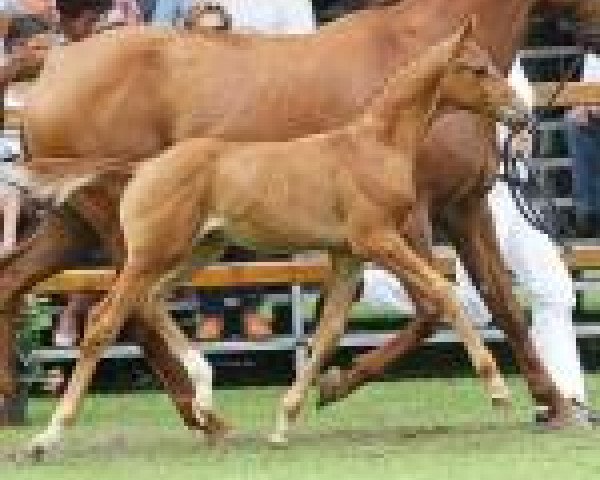 horse Ironja (KWPN (Royal Dutch Sporthorse), 2013, from Estoril)