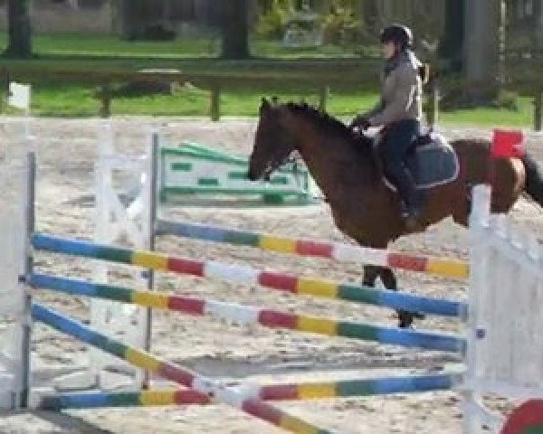 jumper Quinoa De Blois (Selle Français, 2004, from Easy Boy)