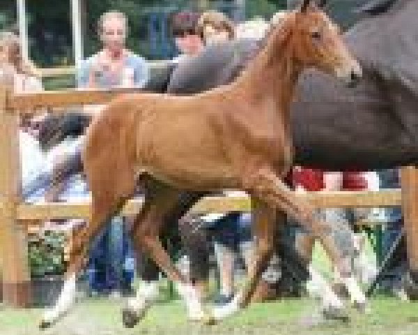 horse Indian-Rose (KWPN (Royal Dutch Sporthorse), 2013, from Estoril)