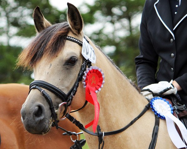 Springpferd Calypso Coffee (Deutsches Reitpony, 2004, von Calypso)