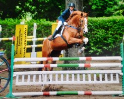 Jumper Conway 6 (Holsteiner, 1994, from Carolus I)