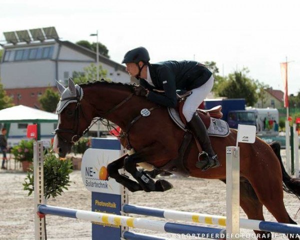jumper Counter Z (Zangersheide riding horse, 2012, from Cancara)
