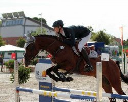 jumper Counter Z (Zangersheide riding horse, 2012, from Cancara)