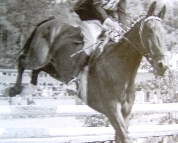 stallion Feldjaeger (Hanoverian, 1939, from Felix 1902) stallion Feldjaeger (Hanoverian, 1939, from Felix 1902)
