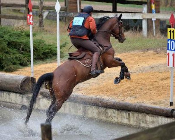 horse Absinthe du Loir (Selle Français, 2010, from Quinoto Bois Margot)