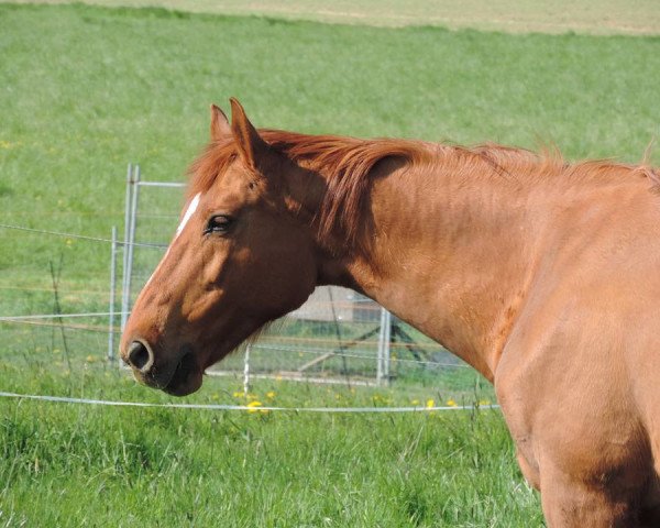 Springpferd Fariola 5 (Ungarisches Warmblut, 1997, von Fire) Springpferd Fariola 5 (Ungarisches Warmblut, 1997, von Fire)