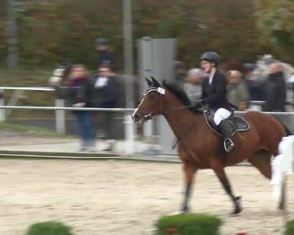 Reitturnier Frankenhof-Sonnefeld/Ofr. 2019