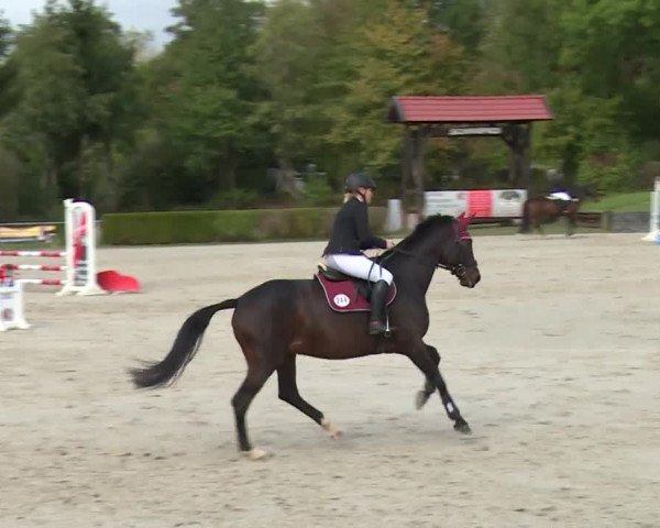 Reitturnier Frankenhof-Sonnefeld/Ofr. 2019