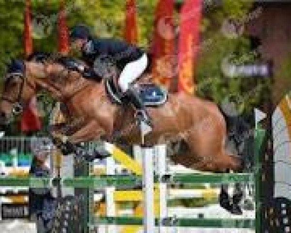 broodmare Too Much D'Ete (Selle Français, 2007, from Clinton) broodmare Too Much D'Ete (Selle Français, 2007, from Clinton)