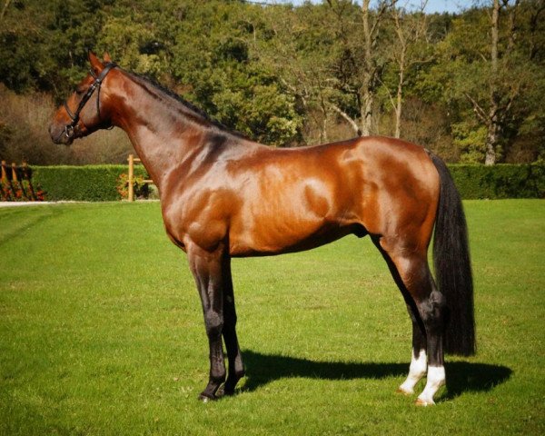 stallion Abou Sim Bel (Selle Français, 2010, from Tinka's Boy)