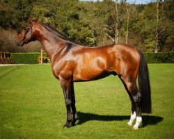 stallion Abou Sim Bel (Selle Français, 2010, from Tinka's Boy)