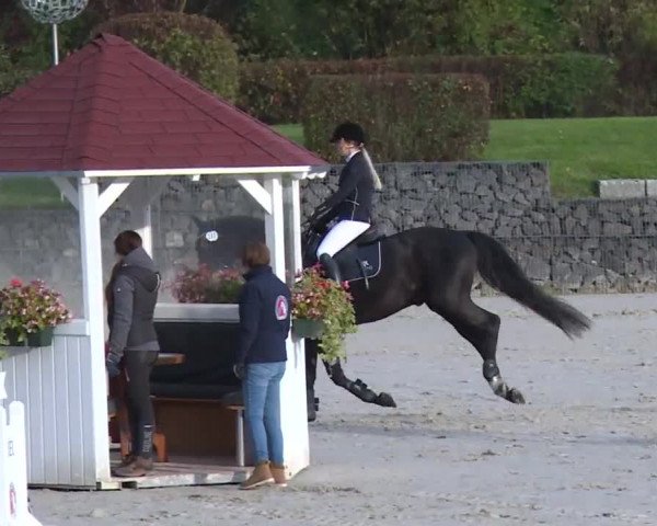 Reitturnier Frankenhof-Sonnefeld/Ofr. 2019