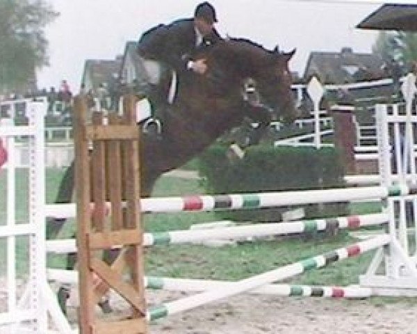 Deckhengst Manolete AA (Anglo-Araber, 1988, von Jouan de Frely AA)