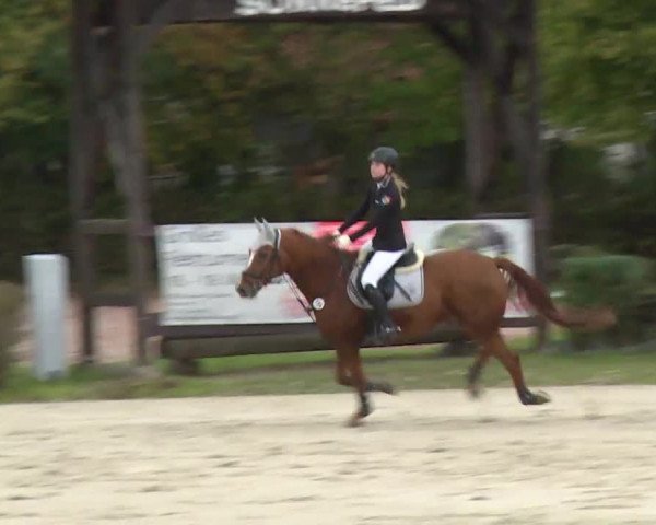 Reitturnier Frankenhof-Sonnefeld/Ofr. 2019