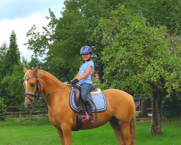 dressage horse Duchesse 155 (Westphalian, 2010, from Domingo)