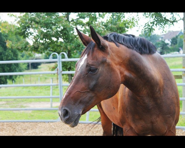 dressage horse Dynastie 64 (Hanoverian, 1993, from Dynamo)