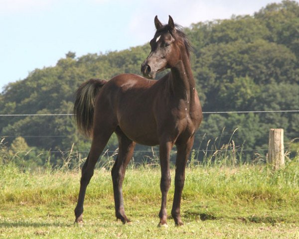 horse GH Shaine (Arabian purebred, 2015, from Df Siraj ox)