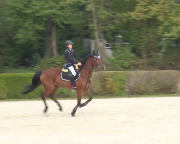 Reitturnier Frankenhof-Sonnefeld/Ofr. 2019