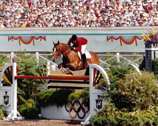 horse Calypso (KWPN (Royal Dutch Sporthorse), 1973, from Lucky Boy xx)