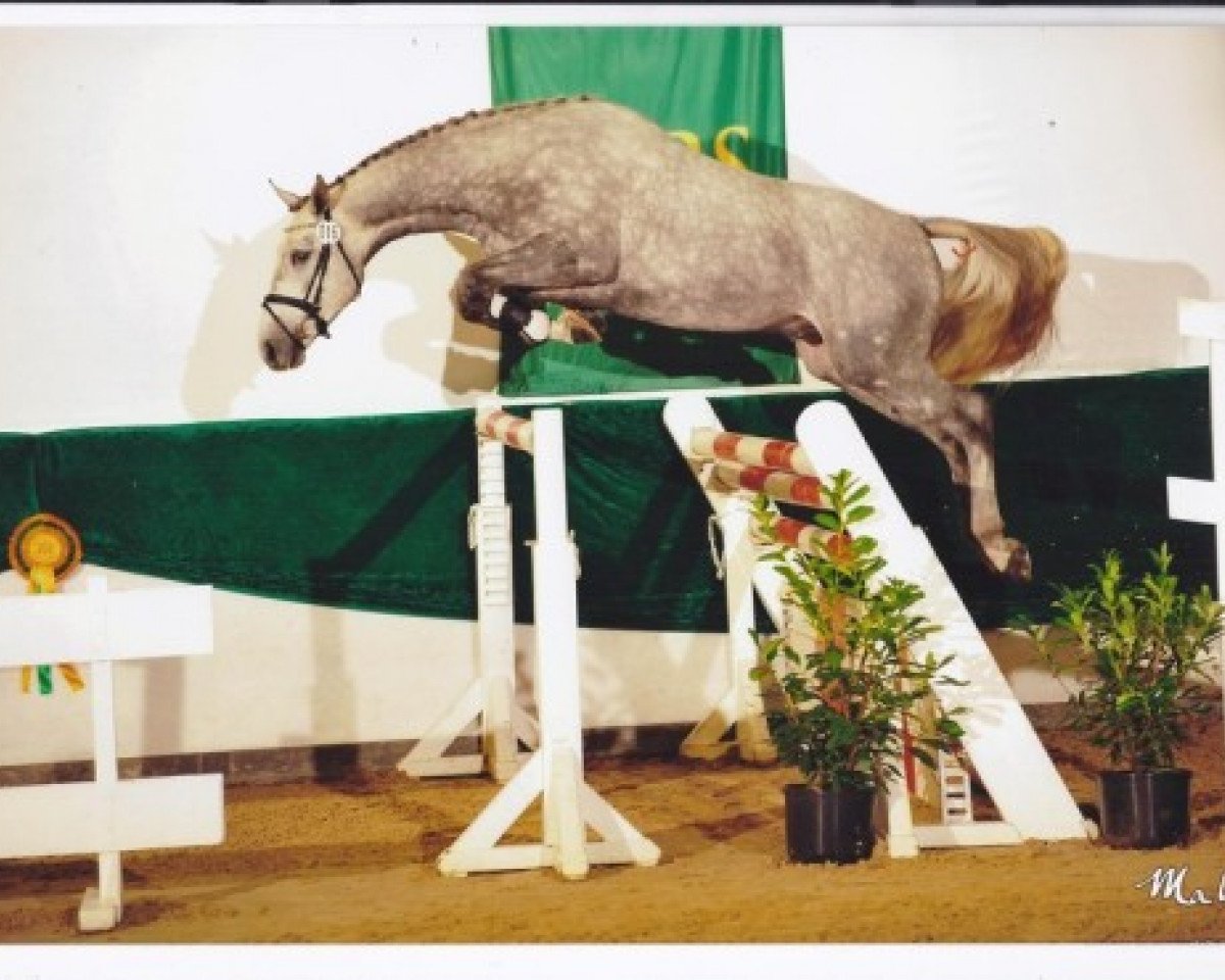 stallion Col's Cornet W (Westphalian, 2011, from Colman)