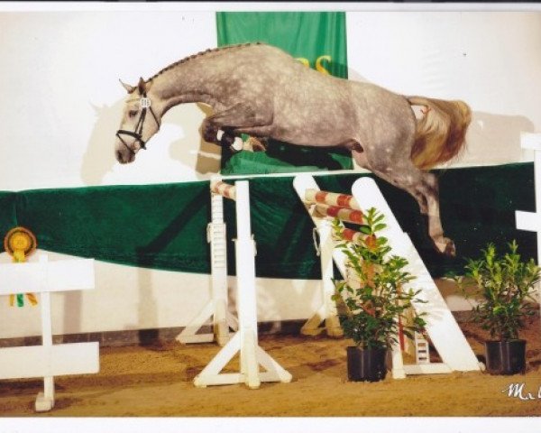 stallion Col's Cornet W (Westphalian, 2011, from Colman)