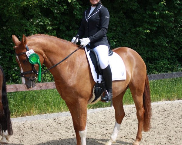 dressage horse Doctor's Darling (German Riding Pony, 2011, from Fs Dr Watson)