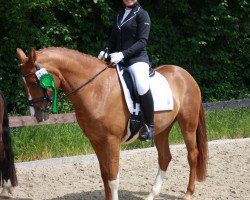 dressage horse Doctor's Darling (German Riding Pony, 2011, from Fs Dr Watson)