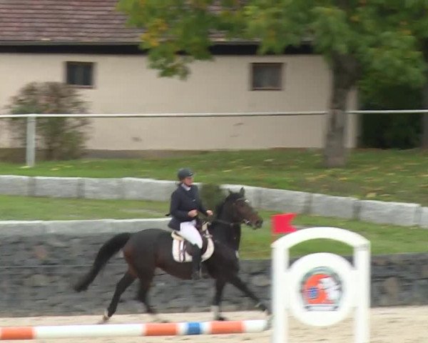Reitturnier Frankenhof-Sonnefeld/Ofr. 2019