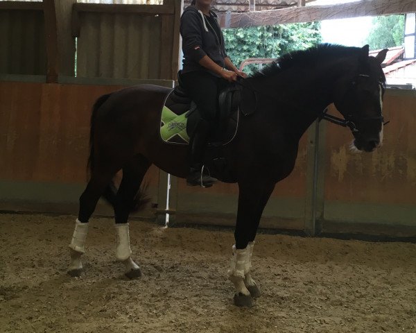 dressage horse Dion Dream of Darkness (Hanoverian, 2002, from D'Olympic)