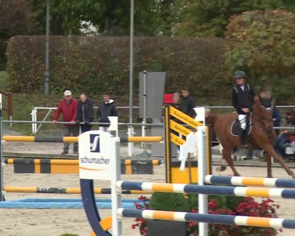 Reitturnier Frankenhof-Sonnefeld/Ofr. 2019