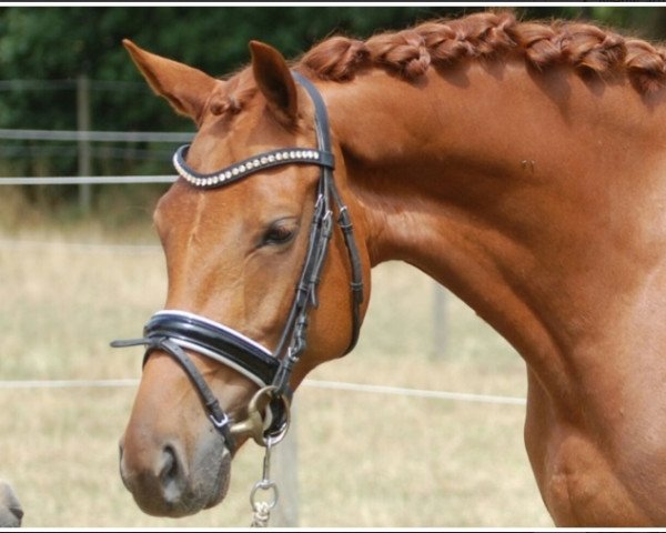 horse Igini (KWPN (Royal Dutch Sporthorse), 2013, from Estoril)