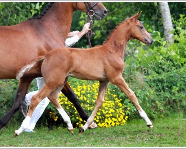 horse Ibora (KWPN (Royal Dutch Sporthorse), 2013, from Estoril)