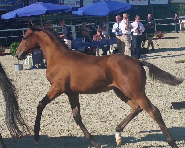 broodmare Trixxi 2 (German Sport Horse, 2016, from Birkhof's Topas Fbw)