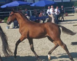 broodmare Trixxi 2 (German Sport Horse, 2016, from Birkhof's Topas Fbw)