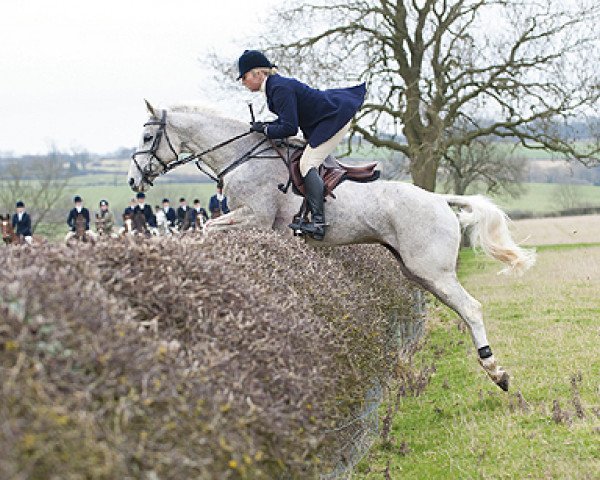 horse Little Tiger (British Sport Horse, 1995, from Java Tiger xx)