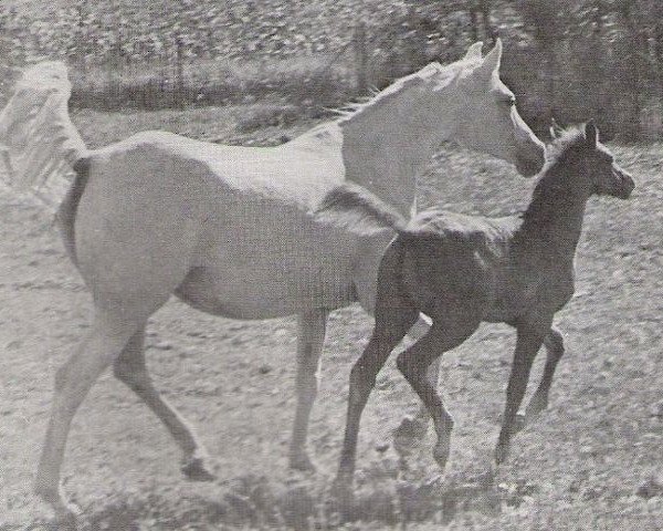 broodmare Rafgida ox (Arabian purebred, 1948, from Raffles ox)