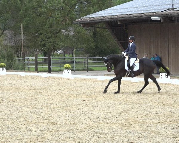 Reitturnier Deitingen 2019