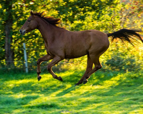 horse Razzouna Marlou (Oldenburg, 2009, from Serano Gold)